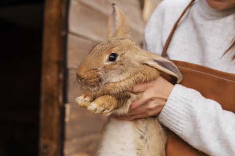 Как правильно кормить кроликов?