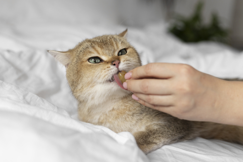 Как правильно дать таблетку коту