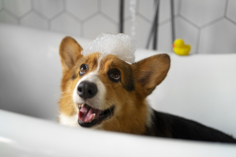 Как помыть собаку правильно