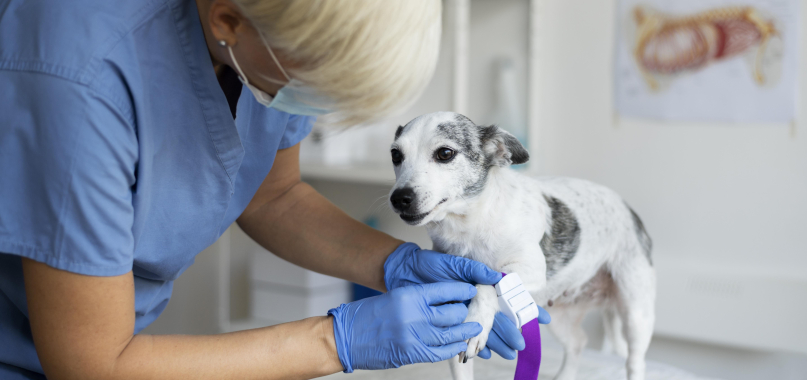 Поход к ветеринарному врачу: как подготовиться